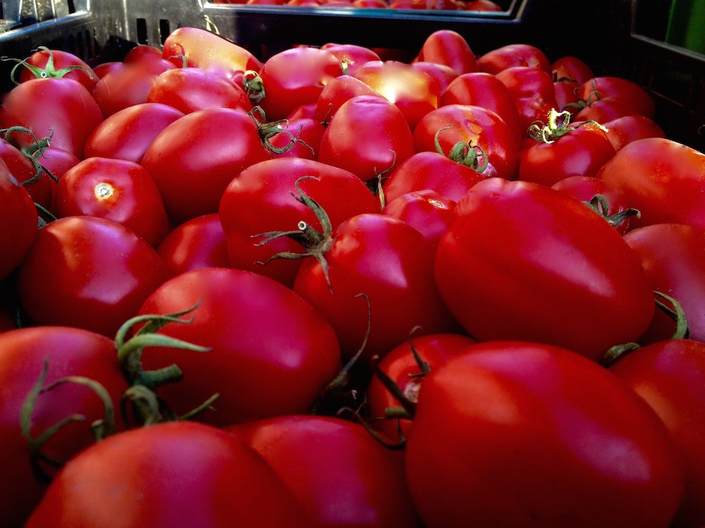 Il pomodoro Re Umberto pronto per la trasformazione