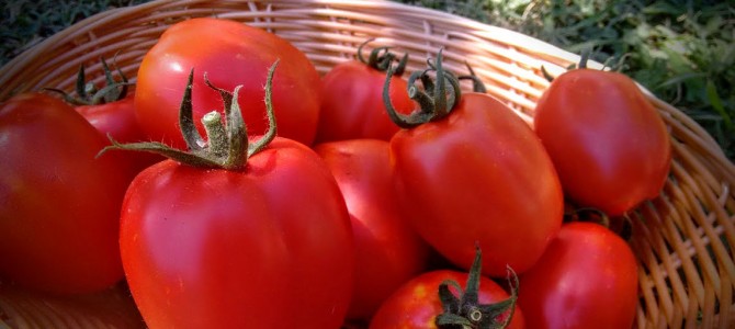 King Umberto Tomato