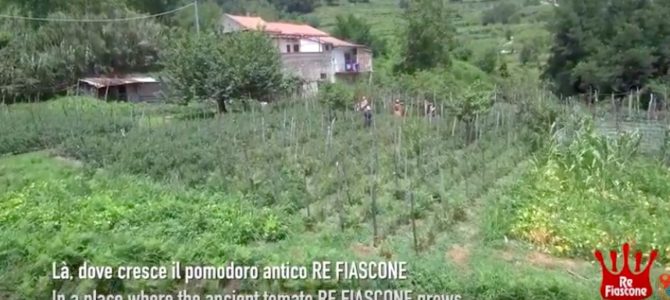 Là dove cresce il pomodoro antico Re Fiascone: il video della produzione 2018
